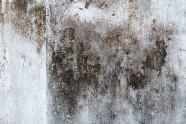 Locust Valley, NY Mold Removal Pros