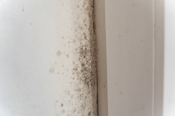 Mold Documentation for Insurance Claims in Locust Valley, NY