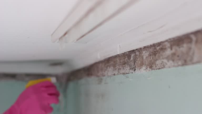 Reliable Locust Valley, NY Mold Removal Solutions